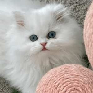 Persians with Blue Eyes