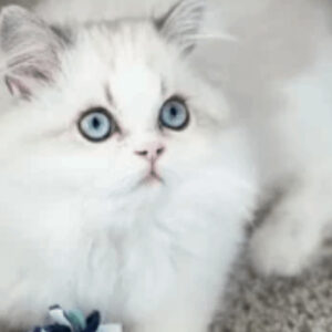 Persians with Blue Eyes