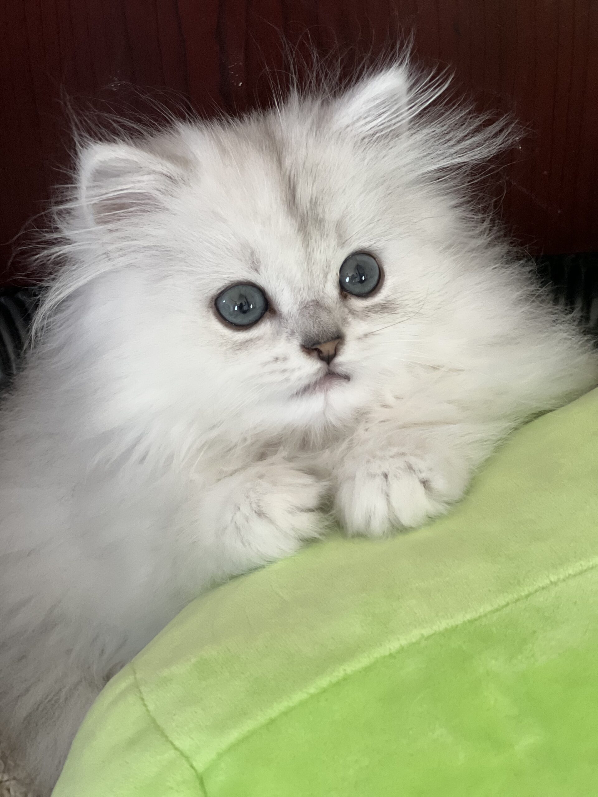 Available Kittens - Perfect Persians