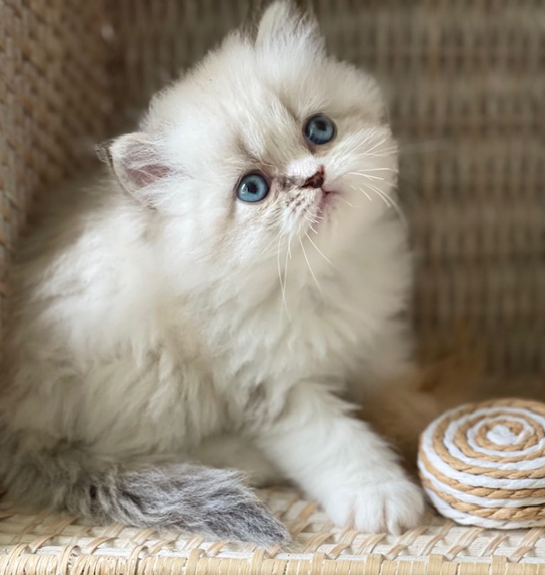 Persian Kittens For Sale Texas