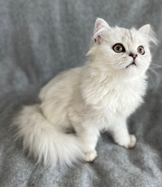 Available Kittens - Perfect Persians